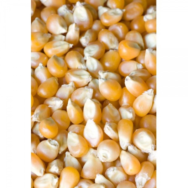 Masham Micronized Feeds Whole Maize 25kg
