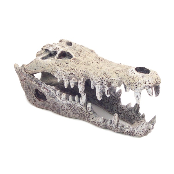 Rosewood Nile Crocodile Small