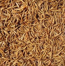 Hutton Mill Dried Mealworms 1kg