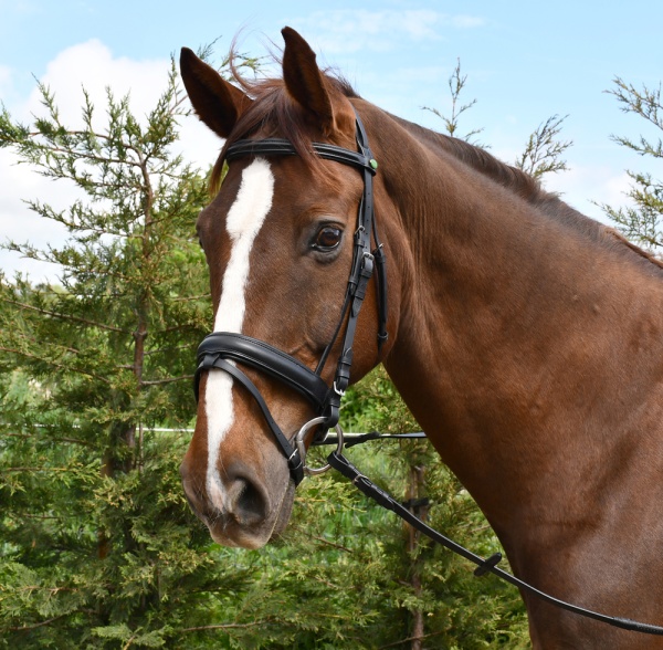 Rhinegold - German Leather Comfort Bridle With Flash Noseband