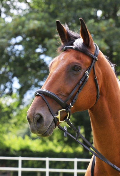 Gallop Comfort Bridle and Rubber Reins