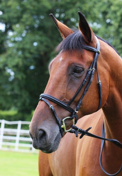 Gallop Padded Bridle and Rubber Reins