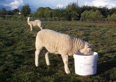 Dallas Keith Sheep Molamin Bucket 20kg