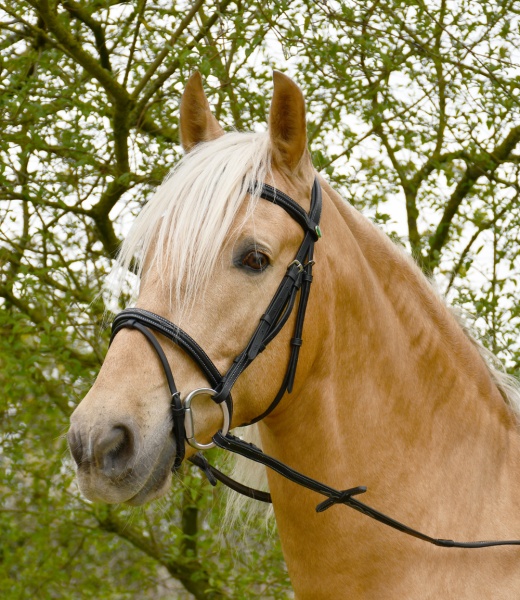 Rhinegold Elegance German Leather Bridle With Flash Noseband