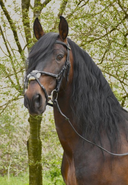 Rhinegold Elegance German Leather Bridle With Mexican Style Noseband